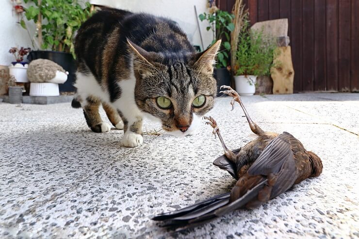 gato trae pájaro muerto