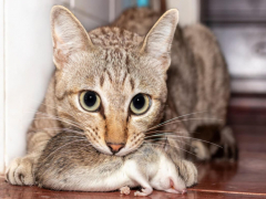 cat biting dead mouse