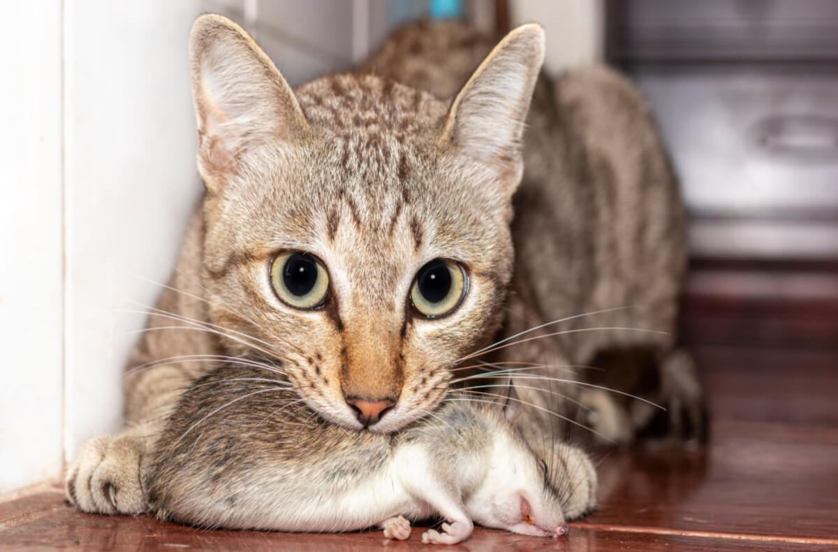 gato mordiendo ratón muerto