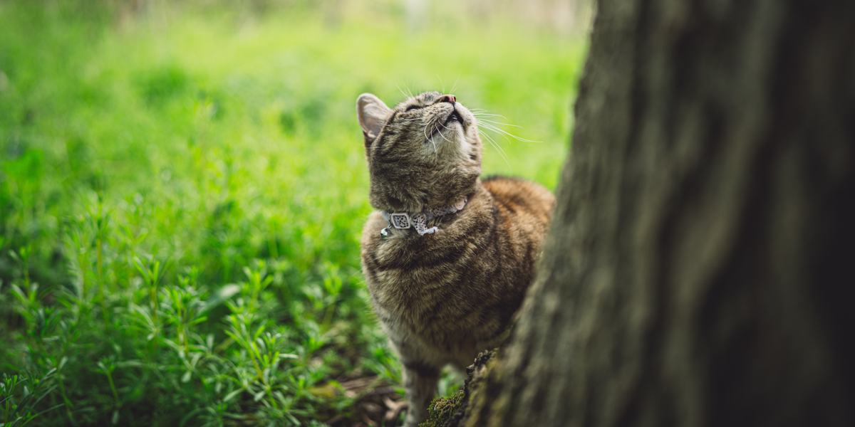 Gato cantando.