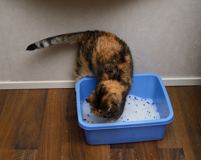 Imagen de un gato escarbando en una caja de arena.