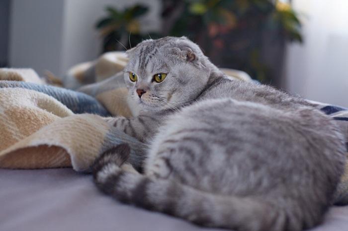 Gato sentado en la cama con una manta