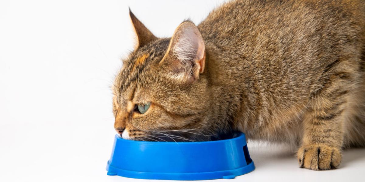 Gato comiendo de un cuenco azul