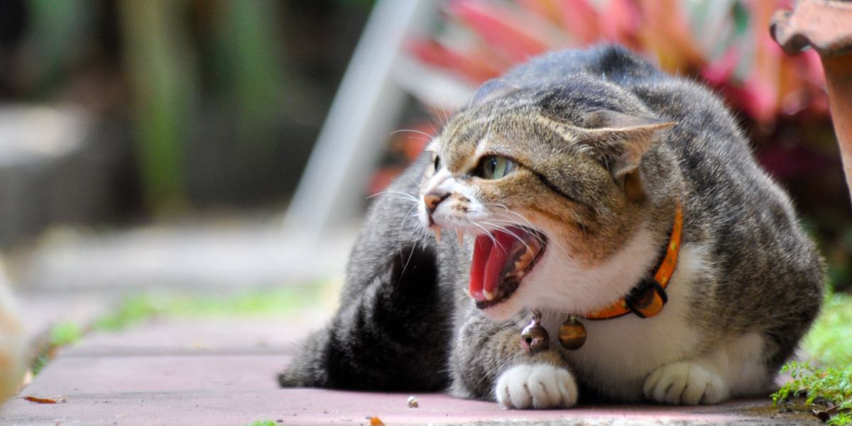 Imagen que captura un gato aullando, mostrando una vocalización a menudo asociada con diversas emociones, como llamadas de apareamiento o expresiones de angustia.