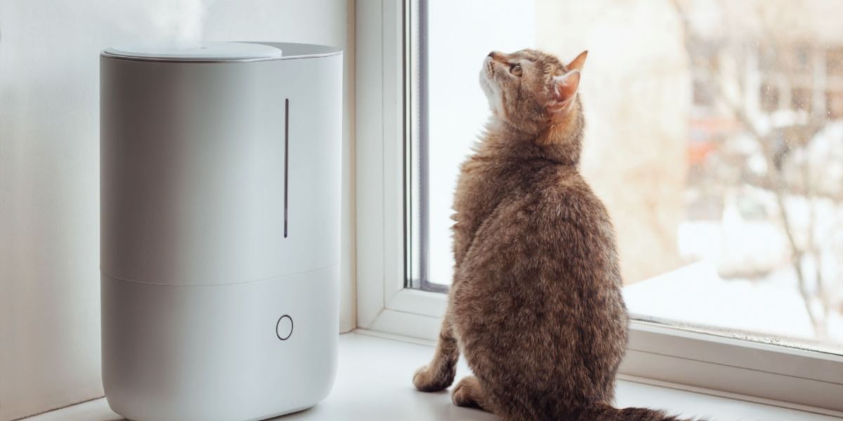 Un gato descansando cerca de un humidificador, destacando una configuración que contribuye a mejorar la calidad del aire y la comodidad tanto para el gato como para su entorno.