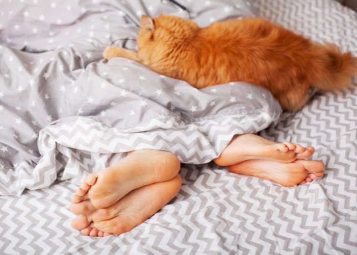 Gato relajado descansando a los pies de una cama, encarnando una presencia serena y añadiendo un toque de compañía al espacio para dormir.