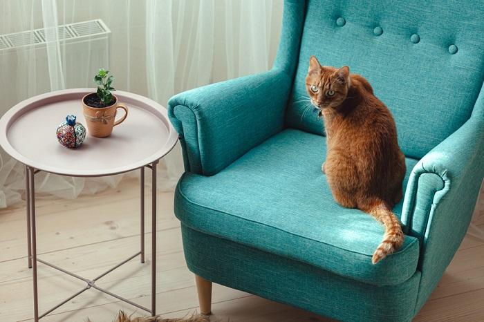 La imagen retrata a un gato cómodamente, descansando en una silla y ejemplificando su capacidad para encontrar comodidad en diversos lugares.