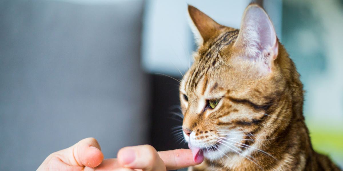 Gato lamiendo juguetonamente un dedo humano en una imagen comprimida, ilustrando un comportamiento felino lindo y cariñoso.