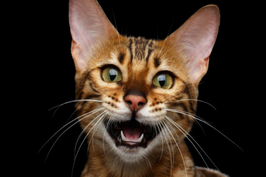 ¿Por qué mi gato maúlla por la noche?