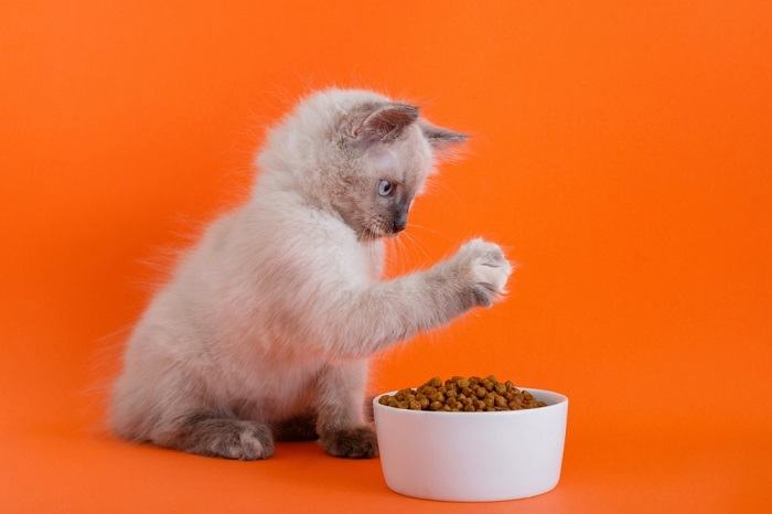 Gato interactuando juguetonamente con la comida.