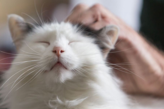 ¿Por qué mi gato ronronea constantemente?