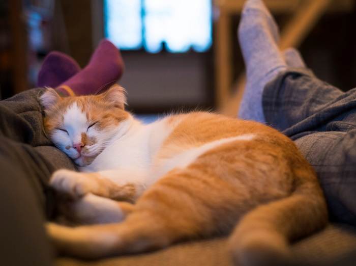 Acogedora imagen de un gato durmiendo plácidamente entre las piernas cruzadas, ejemplificando un momento tranquilo de descanso y confianza.