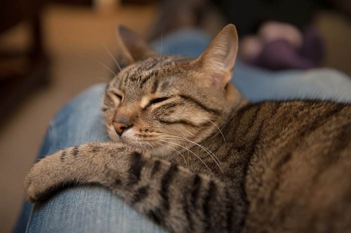 Gato contento acurrucado y durmiendo cómodamente dentro del espacio entre las piernas de alguien, simbolizando un vínculo cercano y afectuoso.