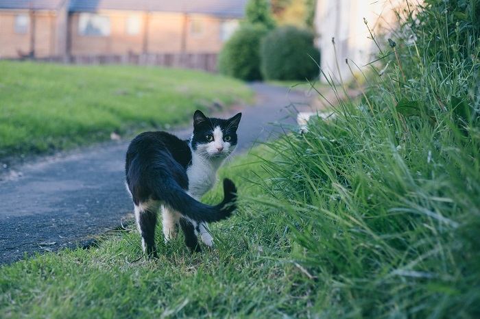 gato caminando en la hierba verde