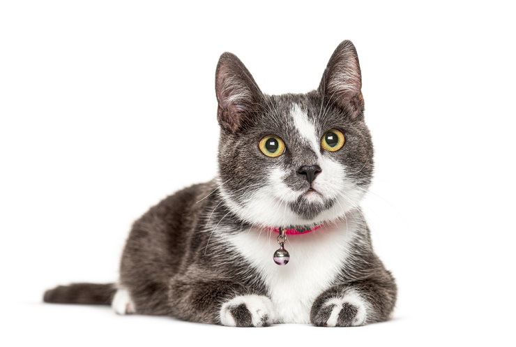 Imagen que muestra un gato con un collar con cascabel.