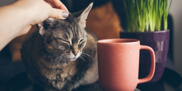 150 nombres para gatos inspirados en el café y el té con significados