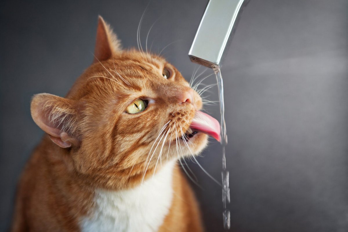 Gato cautivado por el agua que corre de un grifo, mostrando su fascinación por el líquido que fluye y su interacción lúdica con el medio ambiente.