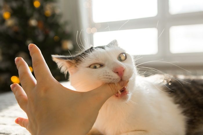 Gato mostrando signos de miedo.