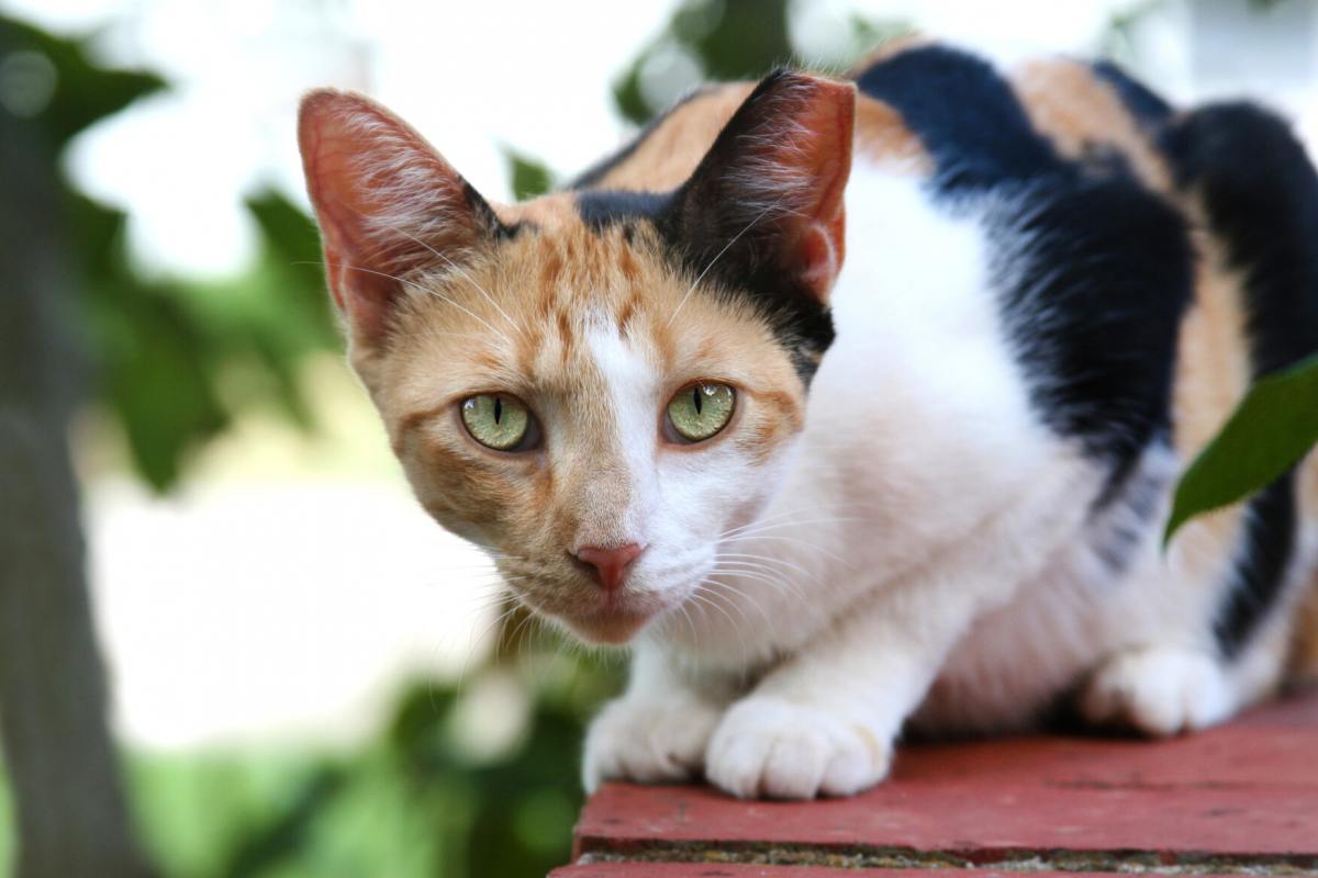 Una imagen de un gato salvaje, que resalta la naturaleza indómita e independiente de estas criaturas felinas.