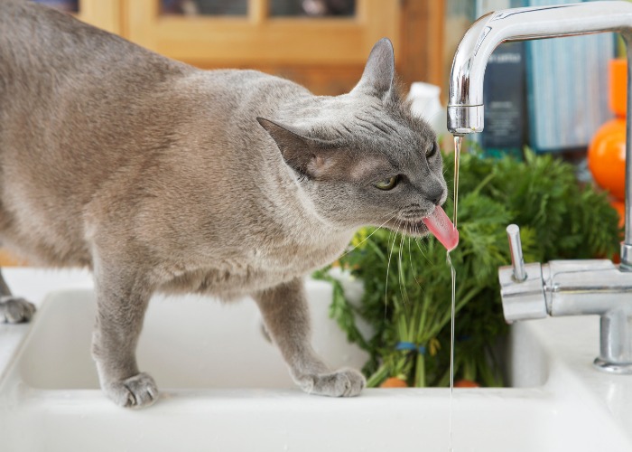 Gato gris disfrutando de una bebida refrescante de un grifo, demostrando su preferencia única por el agua corriente y mantenerse hidratado.