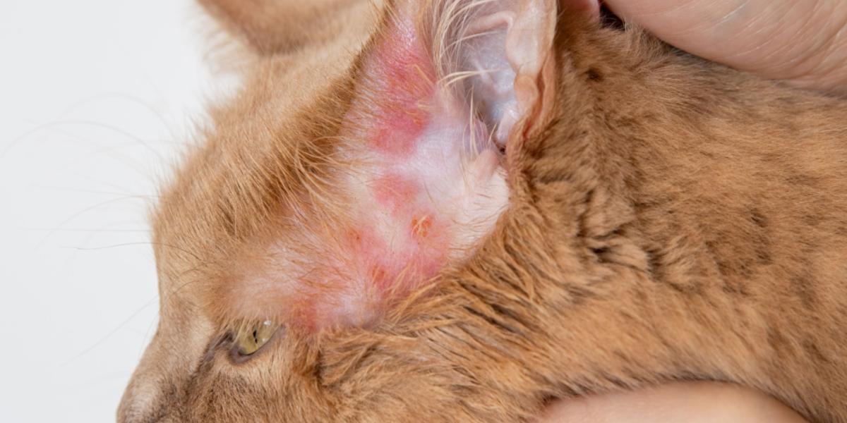 Erupciones en un gato, que ilustran la presencia de irritaciones en la piel y la importancia de abordar los problemas dermatológicos felinos.