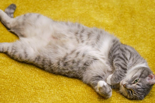 ¿Por qué los gatos muestran su barriga?