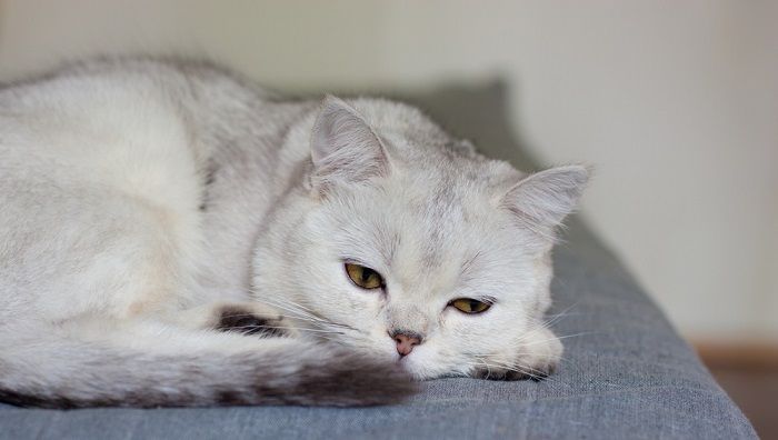 El gato duerme en posición acurrucada