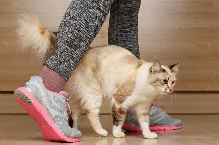 Gato frotándose contra la pierna del dueño