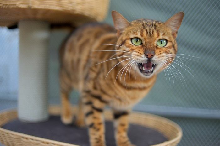 Un gato solitario capturado en medio de un aullido quejumbroso, proyectando su voz con intensidad, posiblemente transmitiendo sentimientos de soledad, curiosidad o un deseo de conexión.