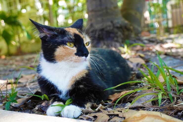 Un gato alerta y cauteloso, con ojos muy abiertos y pelaje erizado, que muestra signos de miedo e incertidumbre.