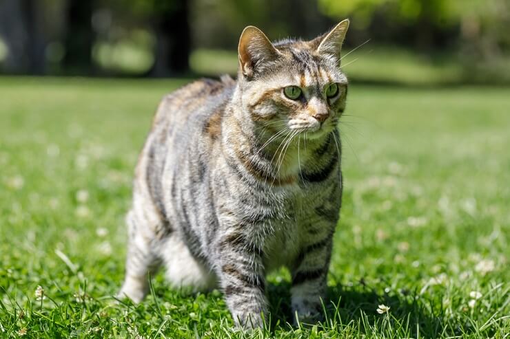 Encantador gato americano que irradia una sensación de comodidad doméstica y compañerismo.