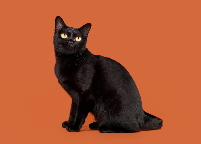 Imagen de un gato Bombay, conocido por su elegante pelaje negro y sus llamativos ojos dorados, en una pose alerta y cautivadora.