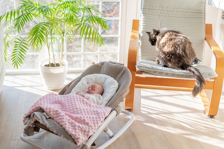 Una escena conmovedora de un gato acurrucado con un bebé, compartiendo un momento tierno.