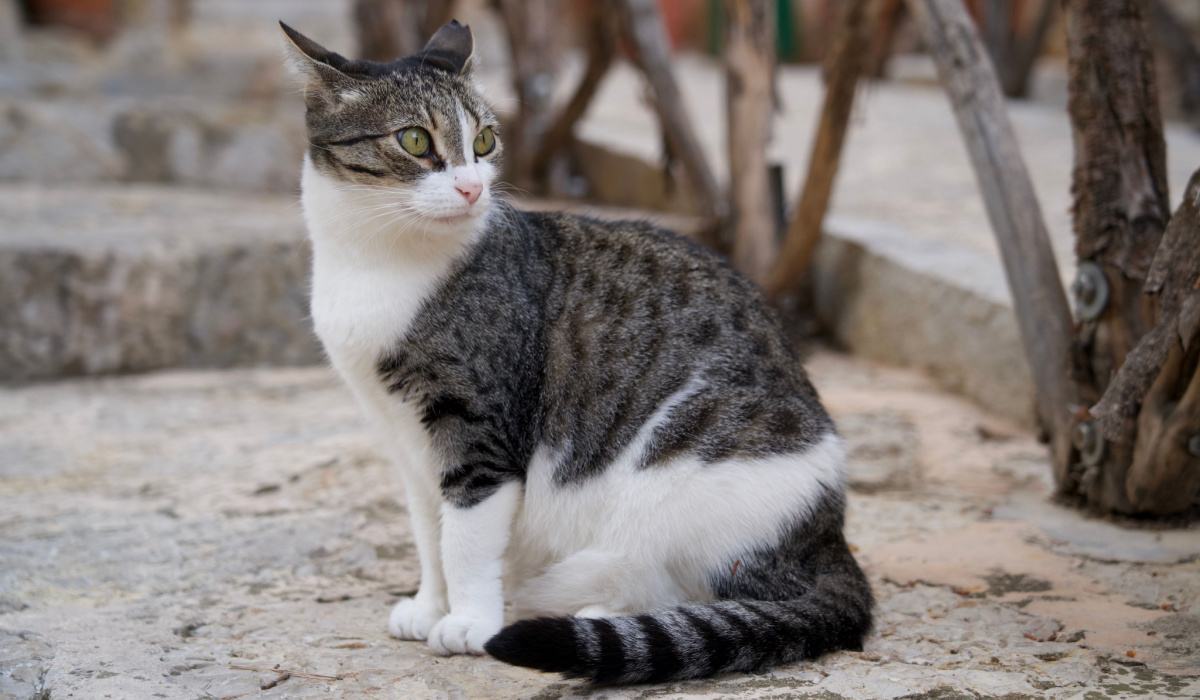 Gato con las orejas hacia atrás, mostrando un mayor estado de alerta o curiosidad sobre su entorno.