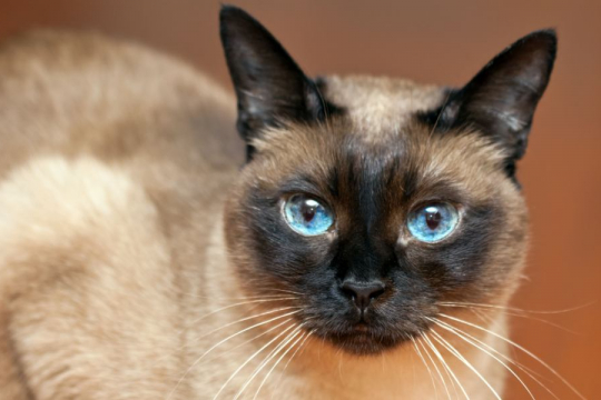 Las 10 Razas de gatos más longevas para un amor peludo duradero