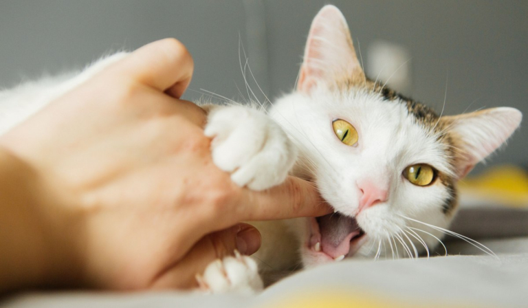 Mordeduras de amor de gatos: 5 razones por las que lo hacen y cómo responder