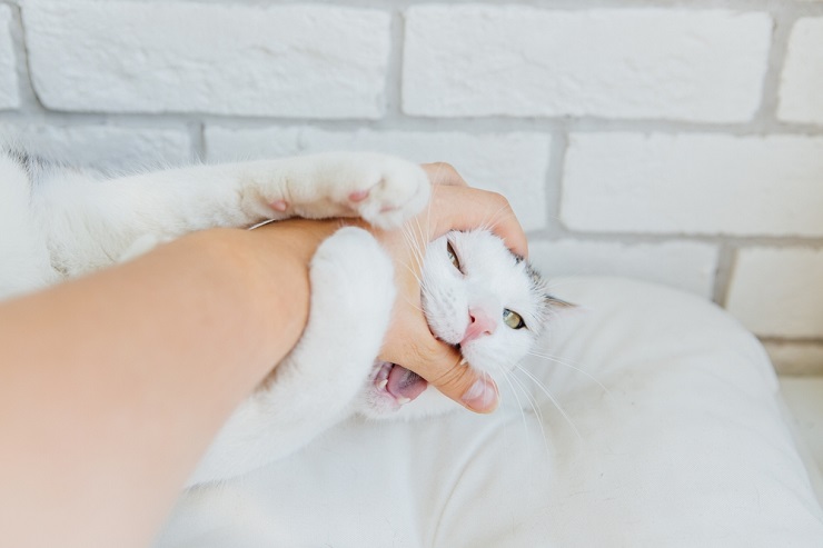 Más que un problema de higiene, tu gato podría sentirse ofendido si hueles como otros gatos o depredadores.