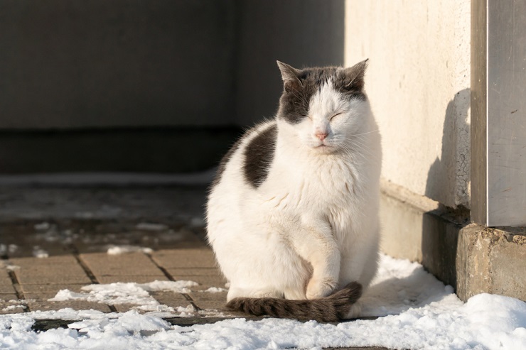 Cautivadora imagen de un gato en pleno maullido, capturando un momento de vocalización y expresión.