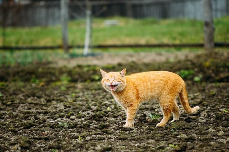 Gato maullando juguetonamente por la noche, expresando su deseo de pasar un rato agradable y de interacción.