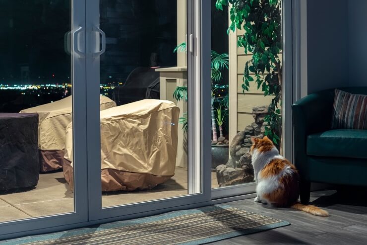 Imagen que muestra un gato sentado junto a una ventana durante la noche, maullando suavemente bajo la luz de la luna.