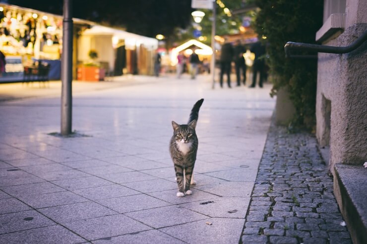 Imagen de primer plano de un gato.