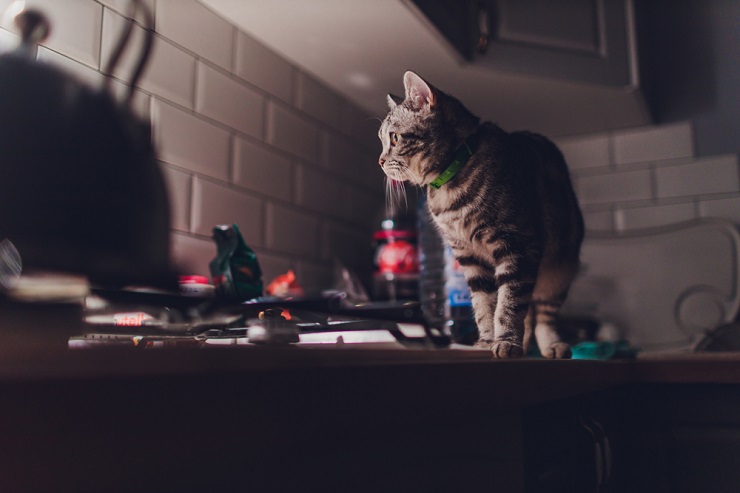 gato en la cocina