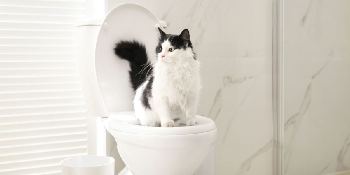 Entrenamiento para ir al baño para gatos