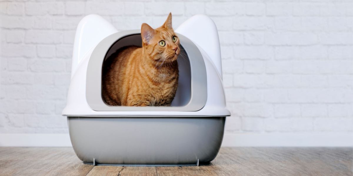 Un lindo gato pelirrojo sentado en una caja de arena, mostrando un comportamiento felino de una manera adorable.