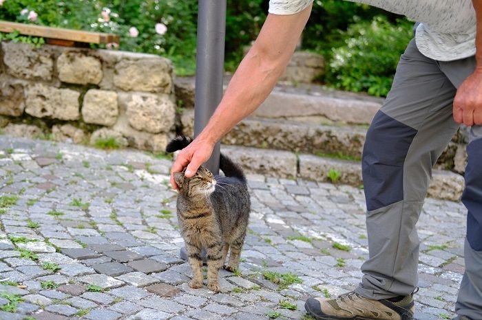 ¿Los gatos perciben cuando la gente está triste? Un gato observa las emociones de una persona.