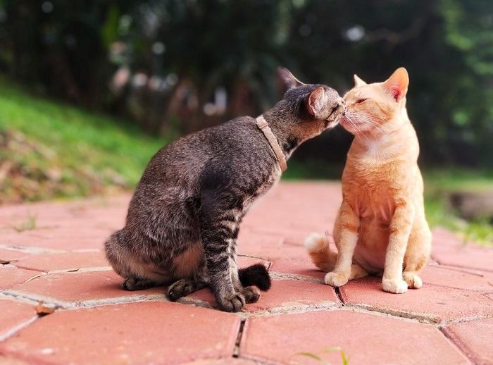 Imagen que sugiere la idea de gatos haciendo amigos en el vecindario.