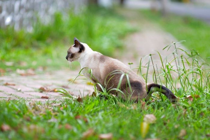 La imagen resalta una solución destinada a disuadir a los gatos de defecar en el jardín, enfatizando el esfuerzo por mantener un espacio exterior limpio y ordenado.