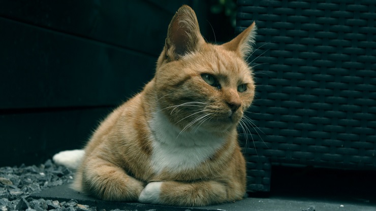 Imagen que retrata a un gato en pose contemplativa, resaltando el tema de la enfermedad renal en felinos y la importancia de la concientización y el cuidado.