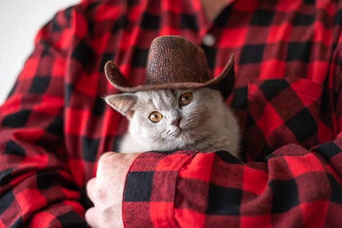 Adorable gatito con sombrero de vaquero, evocando una escena divertida y encantadora.