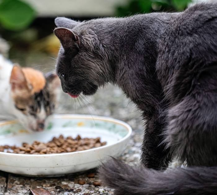 Concurso de comida para múltiples gatos.